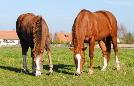 Red Roan Jordan Valley Nic se sestrou sorrel Rudhas Hickory Nic